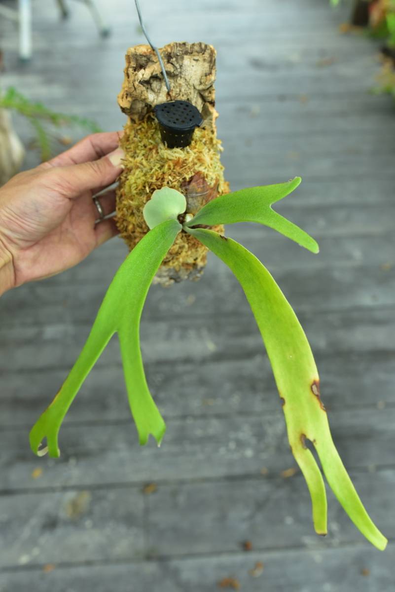 P.willinckii cv.baileyi (P.willinckii Dwarf) ① @bikamori.com
