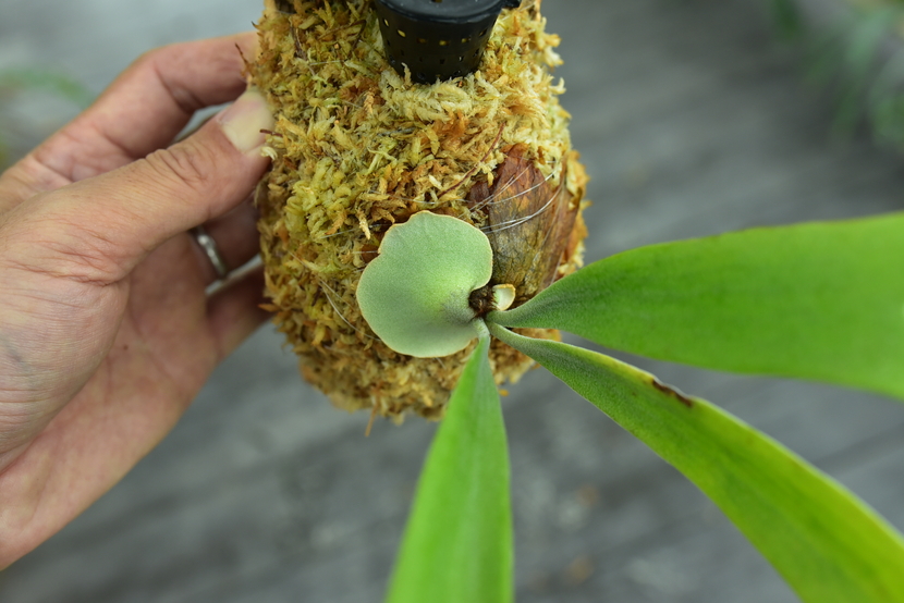 P.willinckii cv.baileyi (P.willinckii Dwarf) ① @bikamori.com