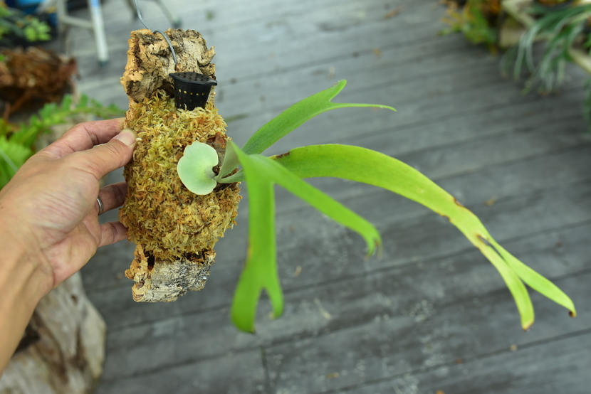 P.willinckii cv.baileyi (P.willinckii Dwarf) ① @bikamori.com