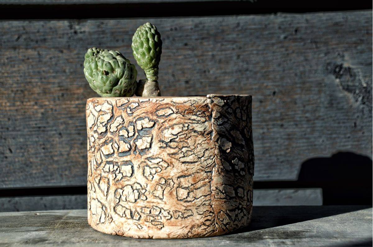 種 レア 仏頭玉 現地球株 ラリレアキア カクティフォルメ 検 パキポディウム パキプス グラキリス サボテン コーデックス 塊根 サボテン 売買されたオークション情報 Yahooの商品情報をアーカイブ公開 オークファン Aucfan Com