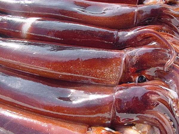 5箱、お刺身用 「スルメ烏賊4KG」-美しい釣り物-とれたて直送!!