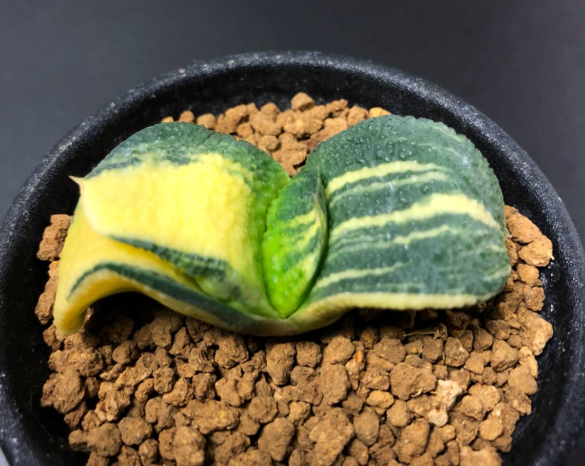 ガステリア 臥牛錦 極上斑 花、園芸 サボテン 【公式通販】