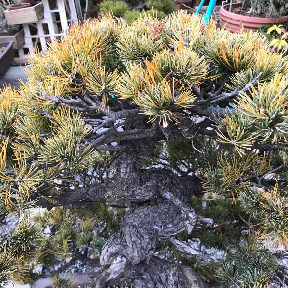 五葉松 盆栽 ドライ盆栽五葉松 DRY BONSAI | DRY BONSAI｜ドライ