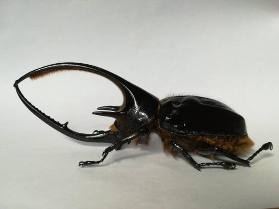ネプチューンオオカブト♂ 標本用に 140mmネプチューンオオカブト標本