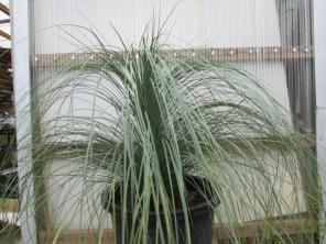 Xanthorrhoea glauca ブルー H100cm 大株 キサントロエア グラウカ