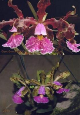 洋蘭原種 schilleriana - C. Yahoo!オークション カトレア x 0 原種