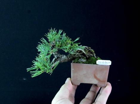 豆盆栽 那須五葉松「那須朝日」樹高10～11cm（懸崖部より天