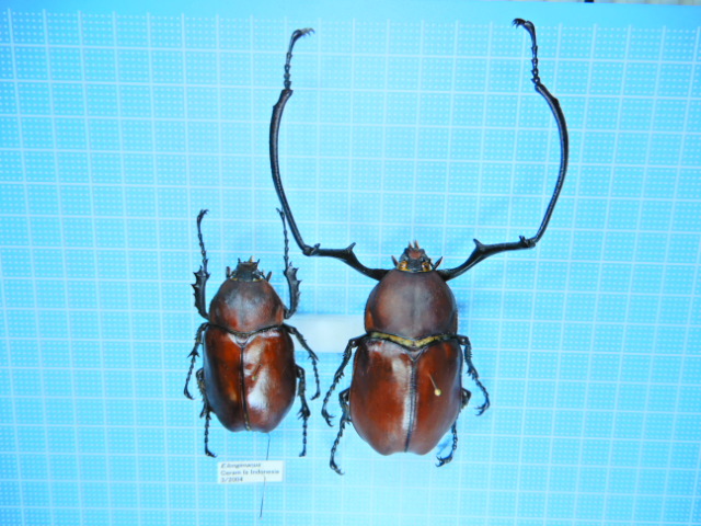 セラムドウナガテナガコガネ ドウナガテナガコガネ 昆虫標本 | 公式