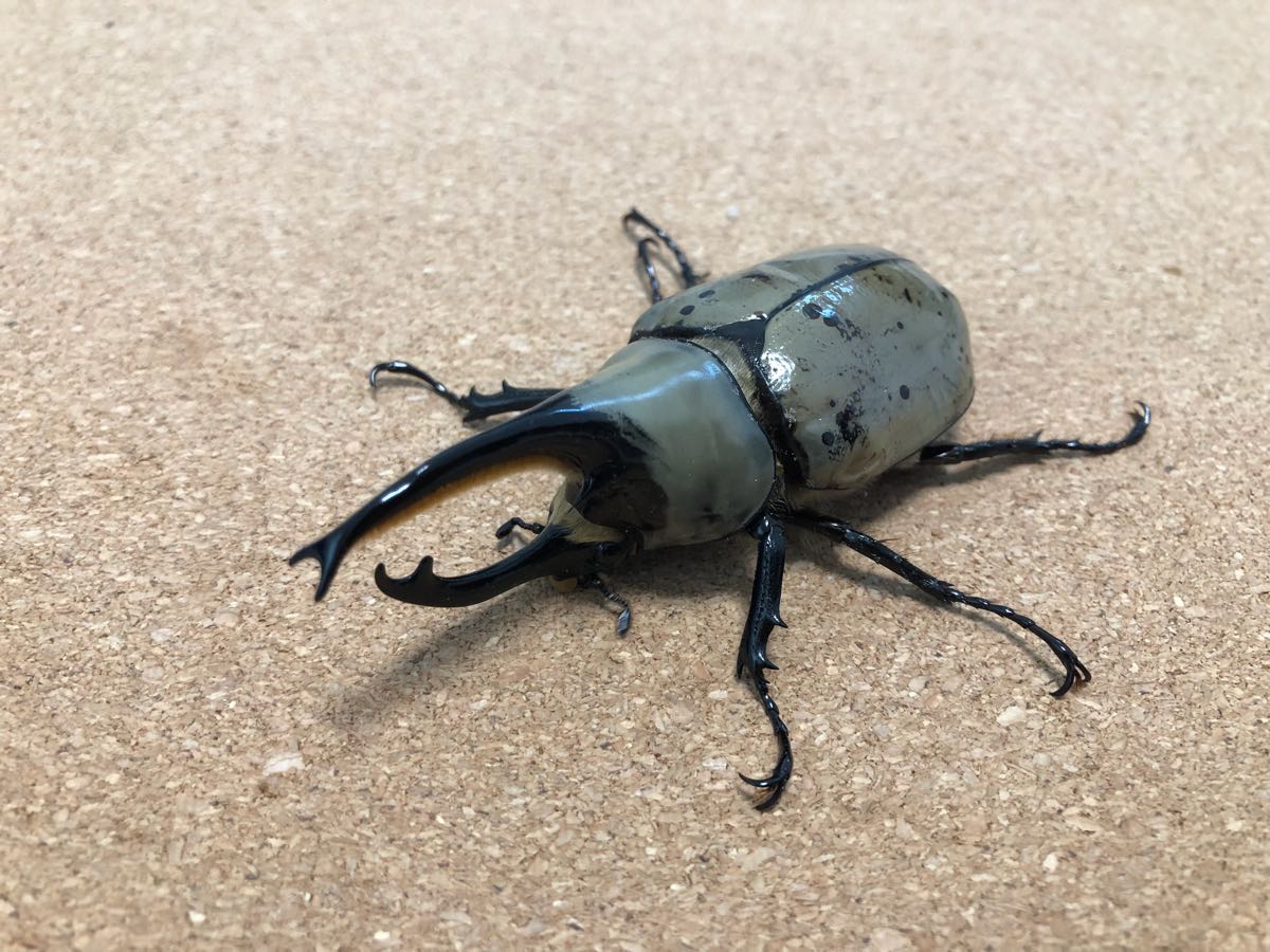 グラントシロカブト ペア①