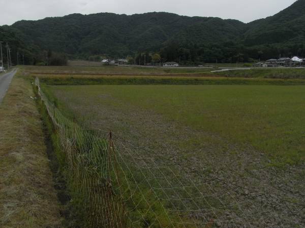 兵庫こしひかり 農家直送農薬少 低温乾燥 コシヒカリ30kg 出品数2 農家