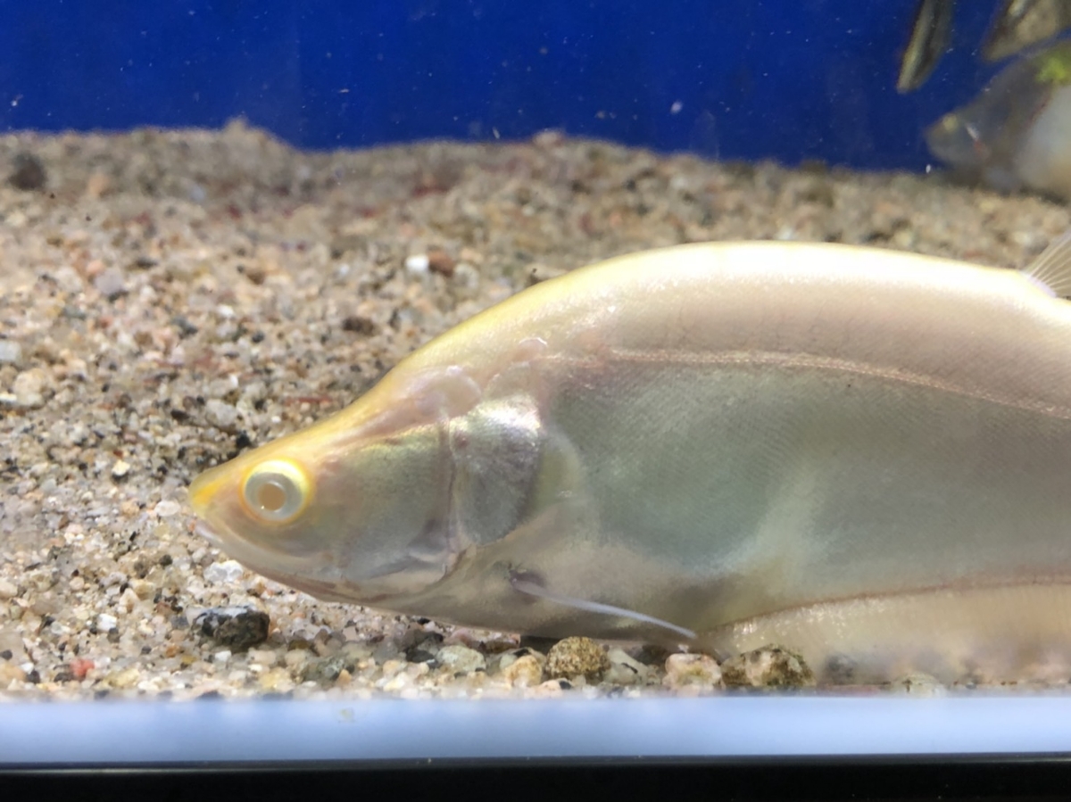 HOT，セール ピュアホワイトアルビノナイフ &plusmn;15cm aquaspace 閉店 かなり美しい オススメ(淡水魚)｜売買されたオークション情報、yahooの商品情報をアーカイブ公開 - オークファン その他