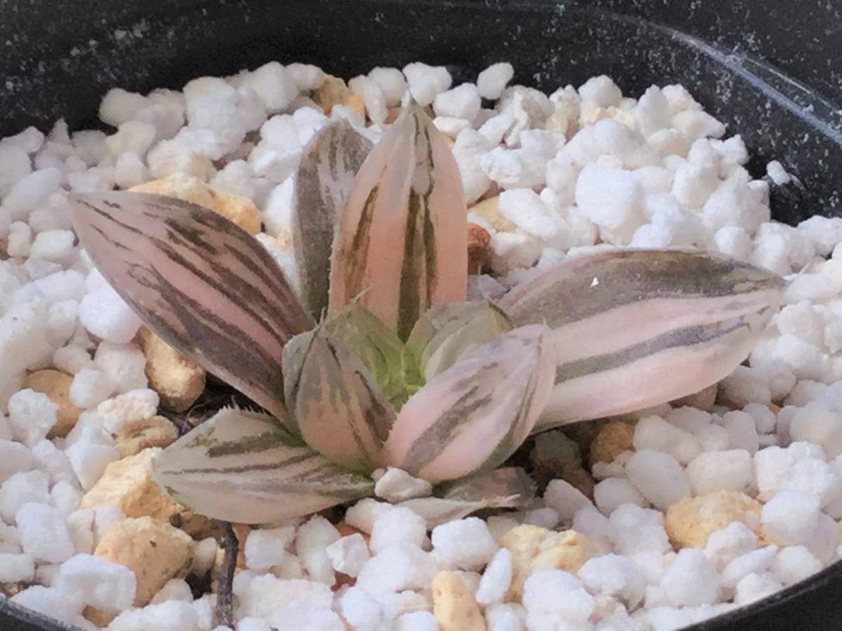 ハオルチア 多肉植物 オブツーサ錦 極上斑 糊斑 縞斑 斑入り 水中月錦 