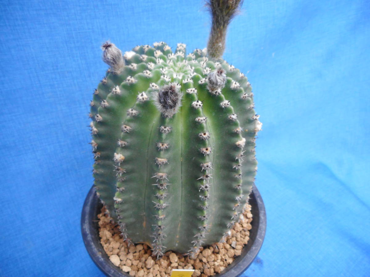 サボテン多肉植物 花サボテン ニューピグミー | サボテン、多肉植物