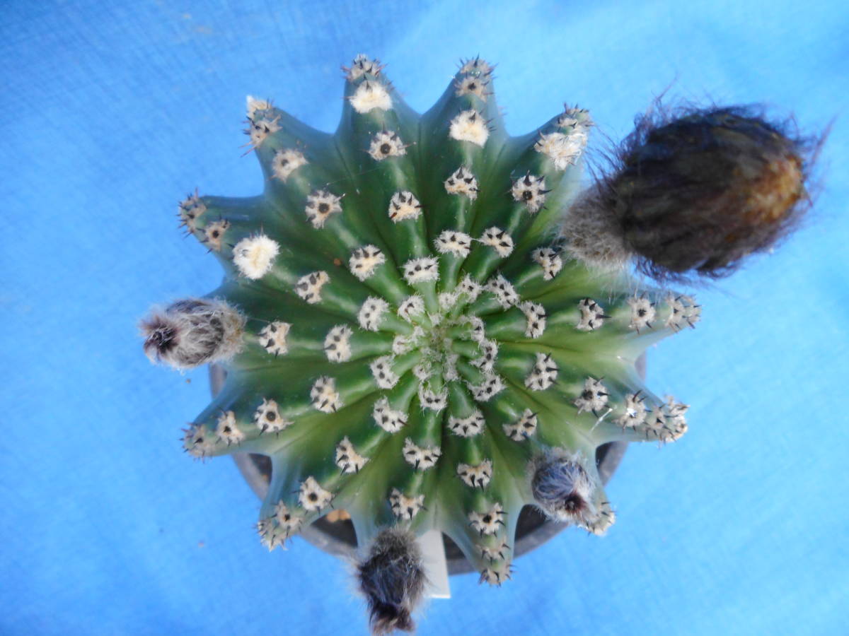 サボテン多肉植物 花サボテン ニューピグミー | サボテン、多肉植物