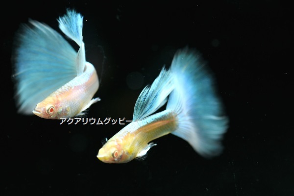 アクアリウムグッピー 現物販売 ｒｒｅ ａシンガーブルーネオンタキシード スワロー同腹 グッピー 2 出荷日7月17日 グッピー 売買されたオークション情報 Yahooの商品情報をアーカイブ公開 オークファン Aucfan Com