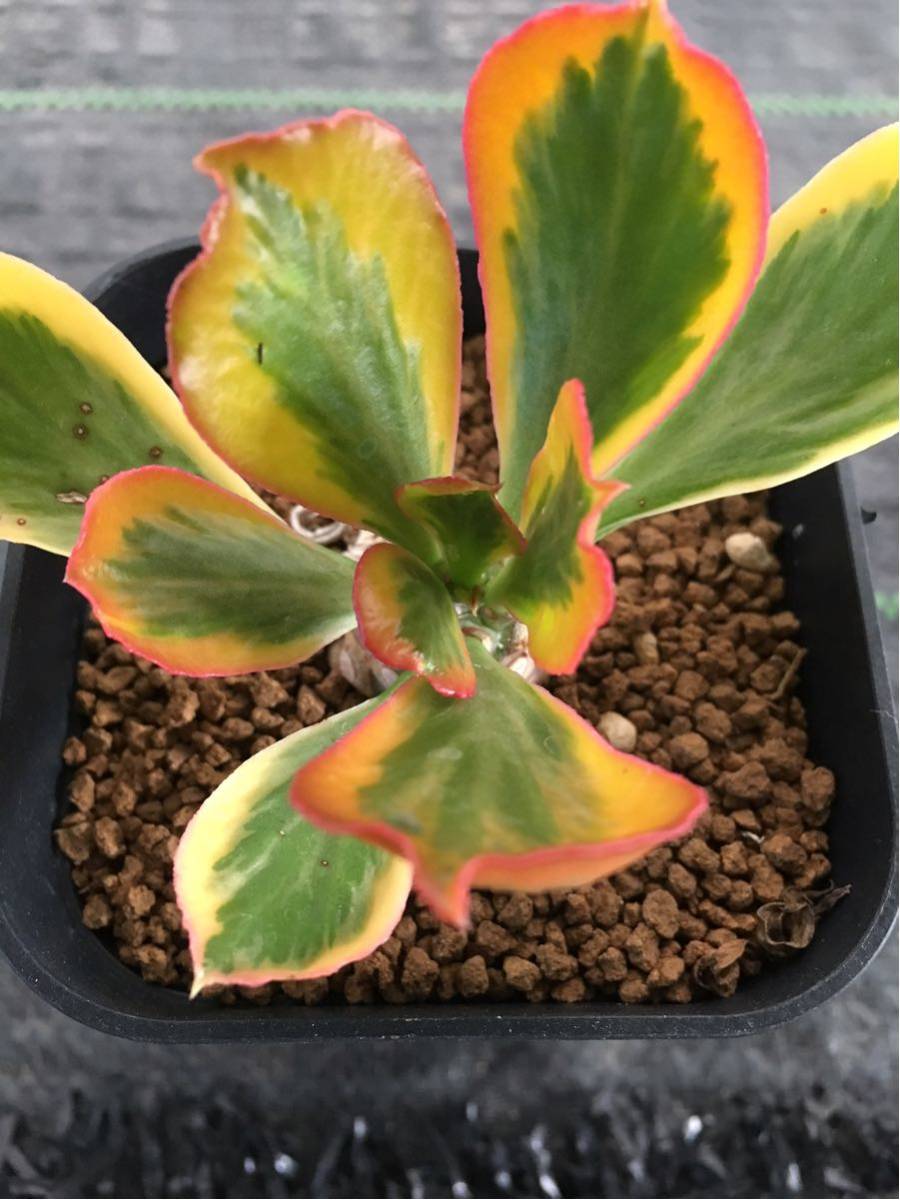 ポイソニー錦 ユーフォルビア 多肉植物 サボテン σ ユーフォルビア