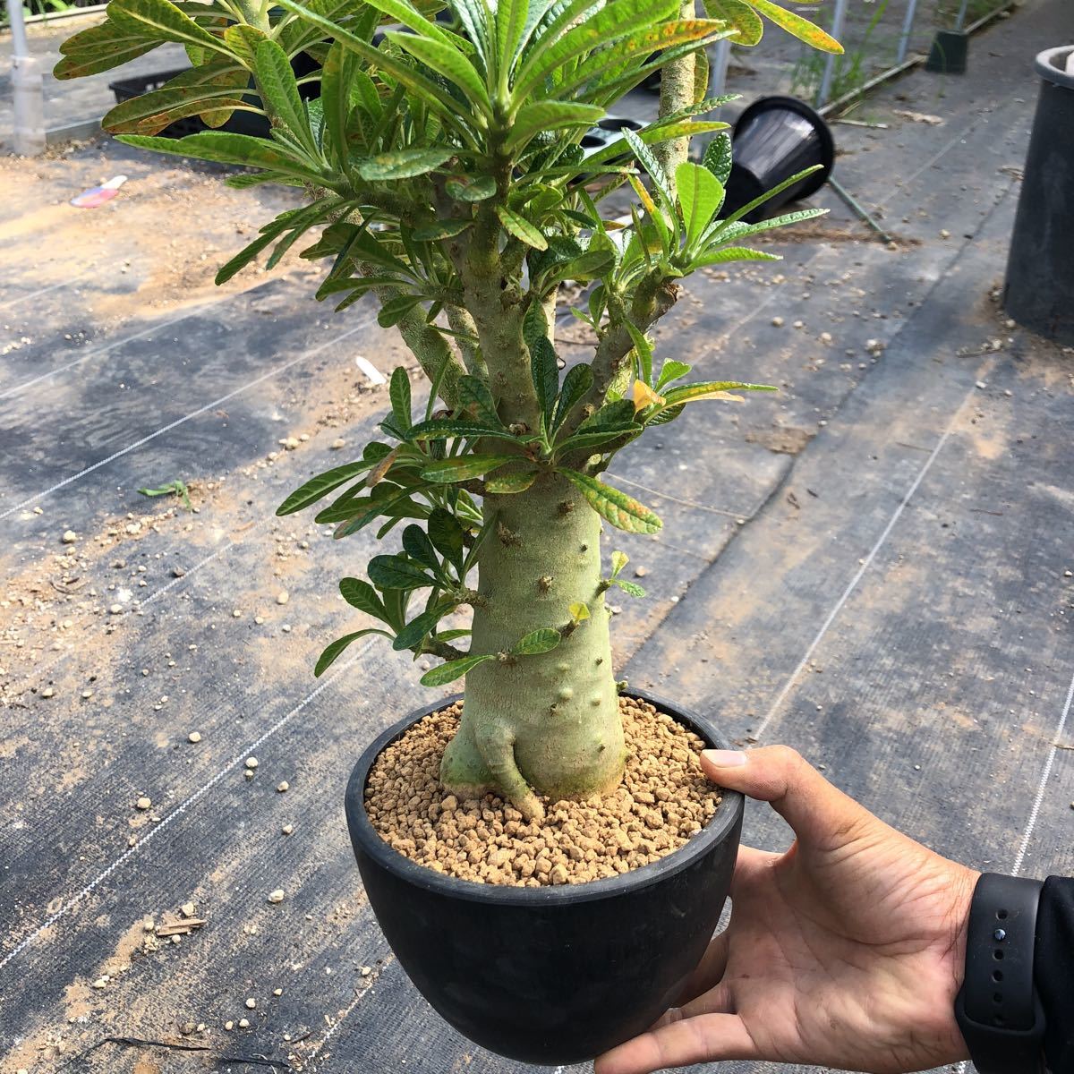 販売ウェブサイト Dorstenia gigas(ドルステニア・ギガス)高さ 約38cm 