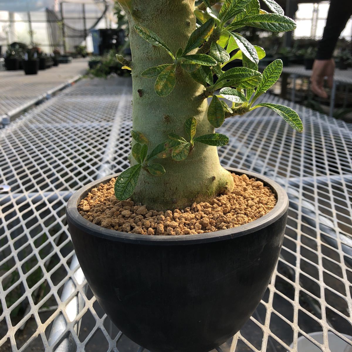 アウトレット買蔵 Dorstenia gigas(ドルステニア・ギガス)高さ 約38cm 