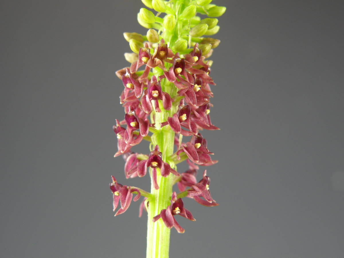 ホザキヒメランA　野生蘭 ホザキヒメラン 中苗 野生ラン 花 山野草 ラン ラン 花、園芸 【公式通販】