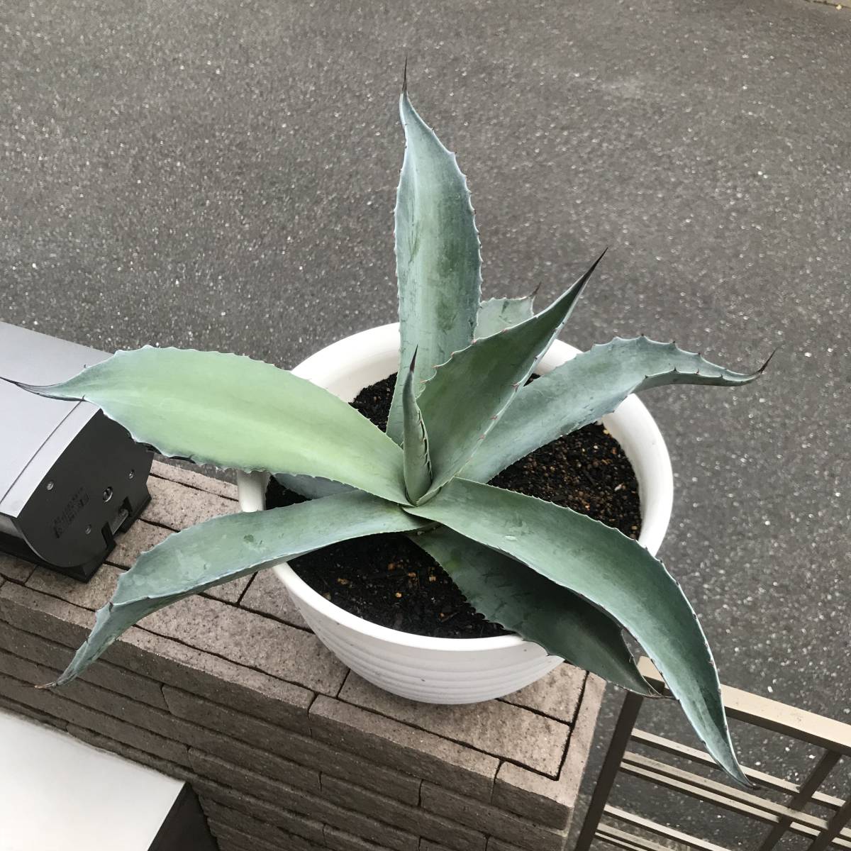 アガベ オバティフォリア 耐寒性に強いです。