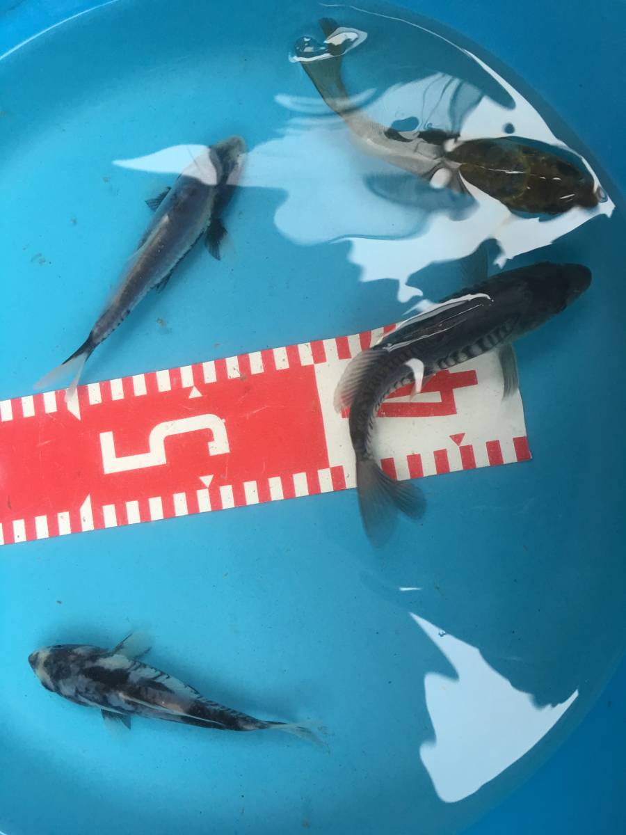 九紋龍系統4匹set 錦鯉