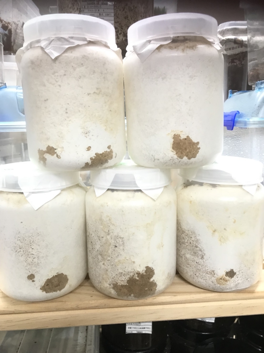 【2025，送料無料】 Beetle Shop 桜 一周年記念 顎幅7.5極太種親使用初二令幼虫4頭+保証分1頭(国産)｜売買されたオークション情報、yahooの商品情報をアーカイブ公開 - オークファン 国産