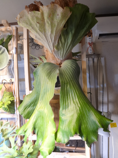 P. Elemaria エレマリア No2 ビカクシダ コウモリランの入札履歴  