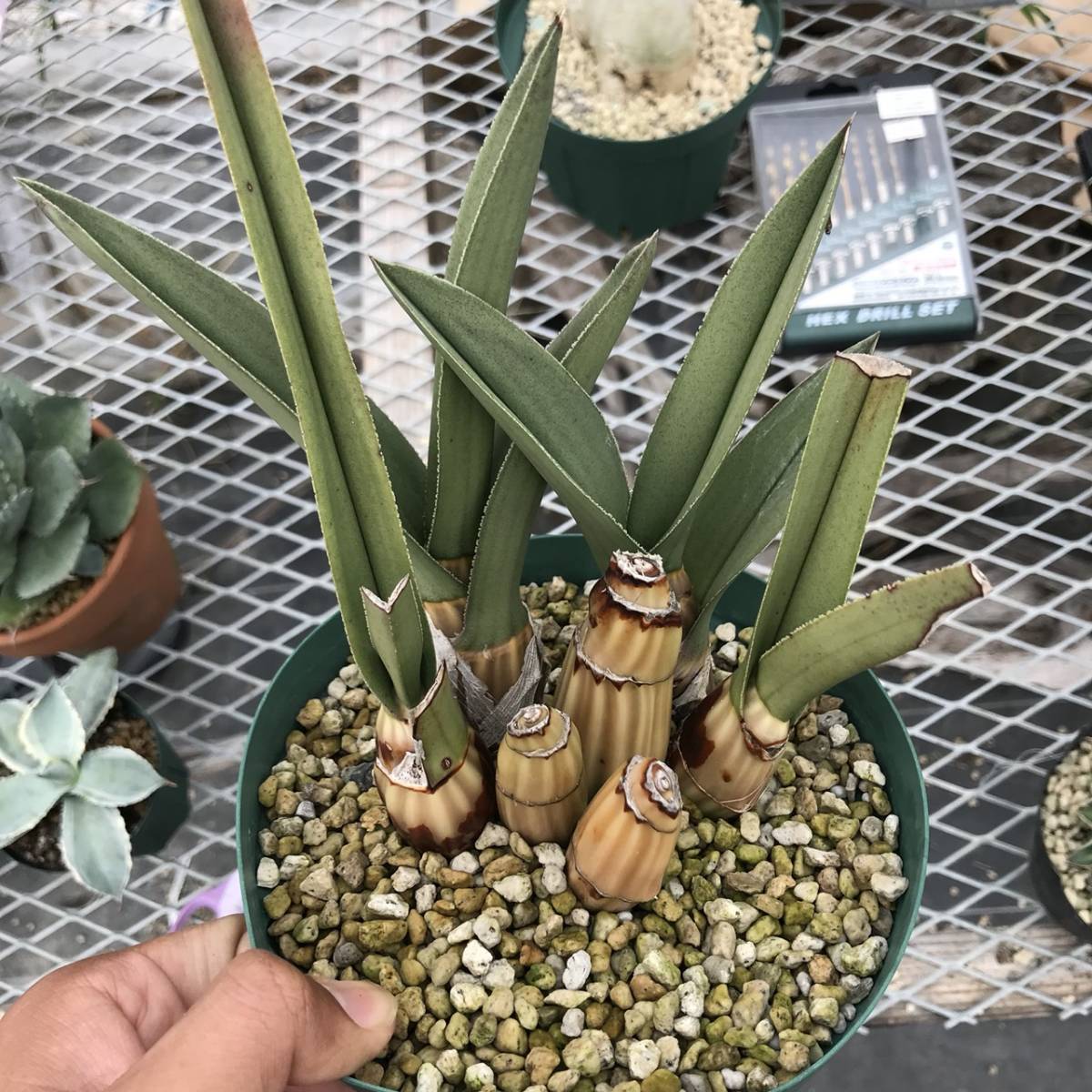 カラキ（沖縄シナモン）苗 植物 オキナワニッケイ 香り 花卉園芸