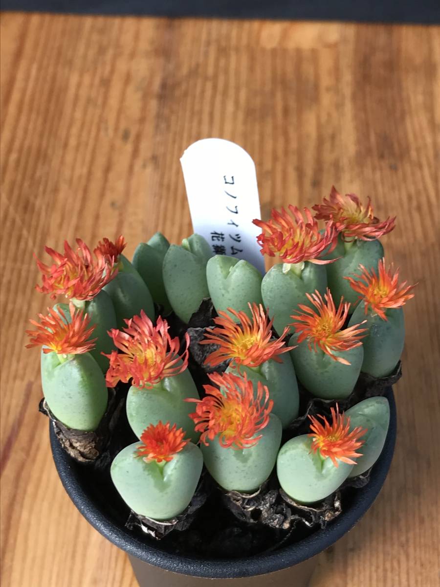 多肉植物 メセン コノフィツム 花獅子 多頭