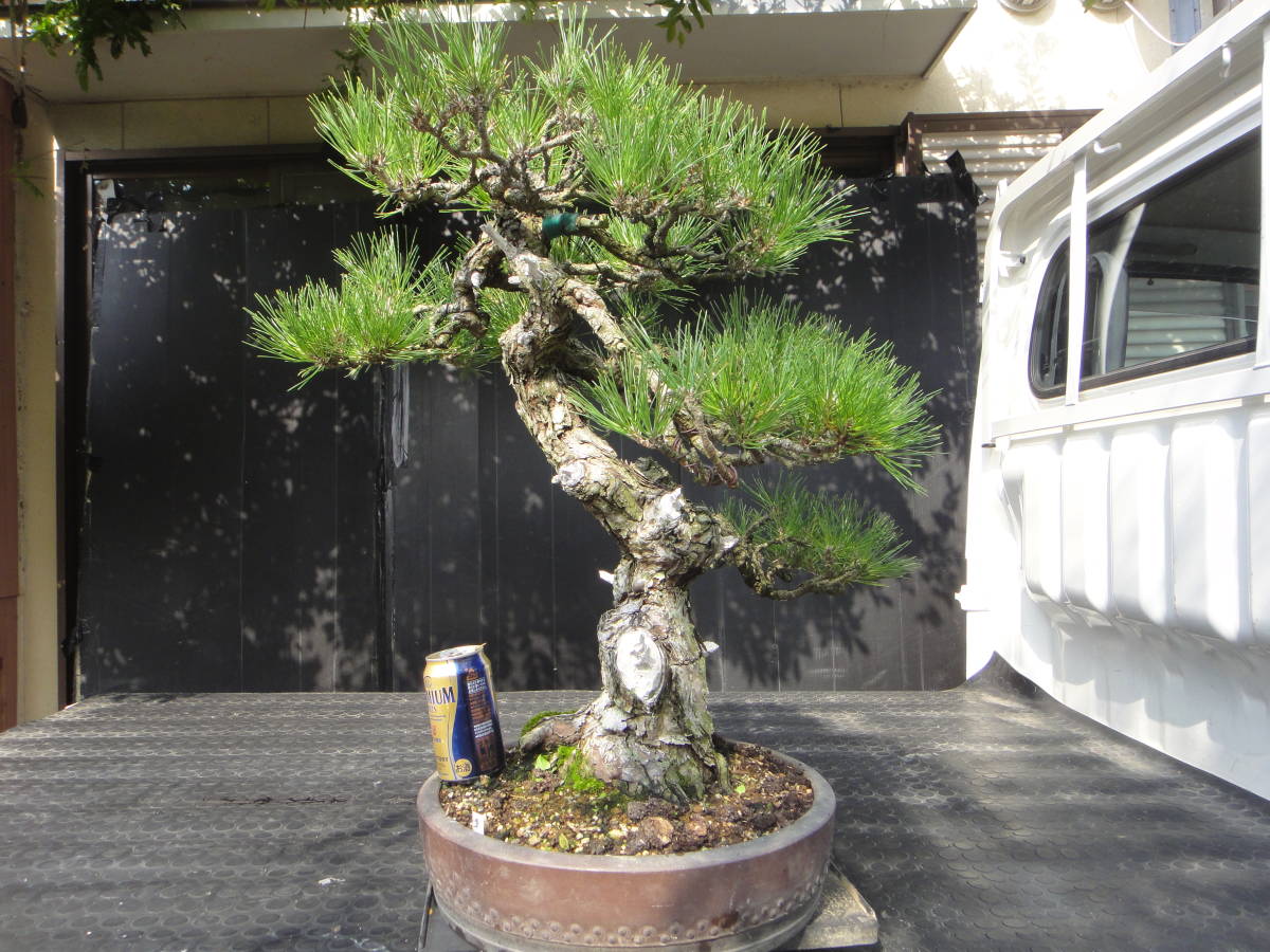 三河黒松模様木 三河黒松 極太素材 三河黒松 | 盆栽TAIYO 三河黒松 模様