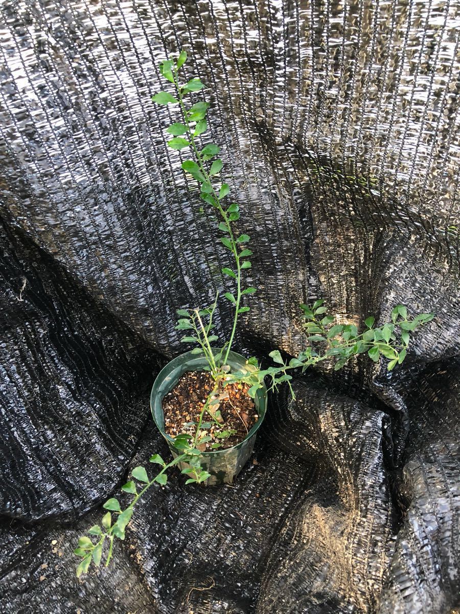 フィンガーライム 接木苗 Pink Pearl