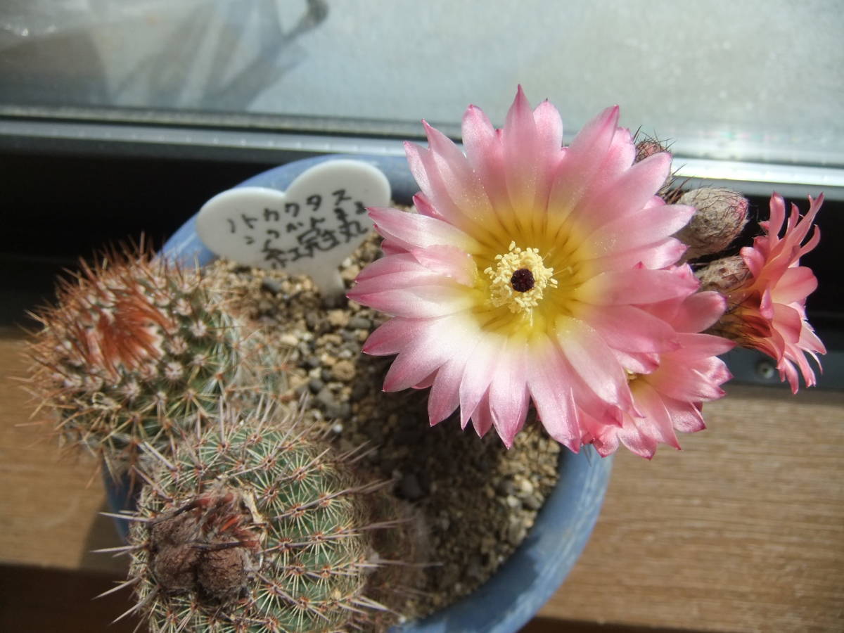 花サボテン ノトカクタス 紅冠丸 実生3株 サボテン 売買されたオークション情報 Yahooの商品情報をアーカイブ公開 オークファン Aucfan Com