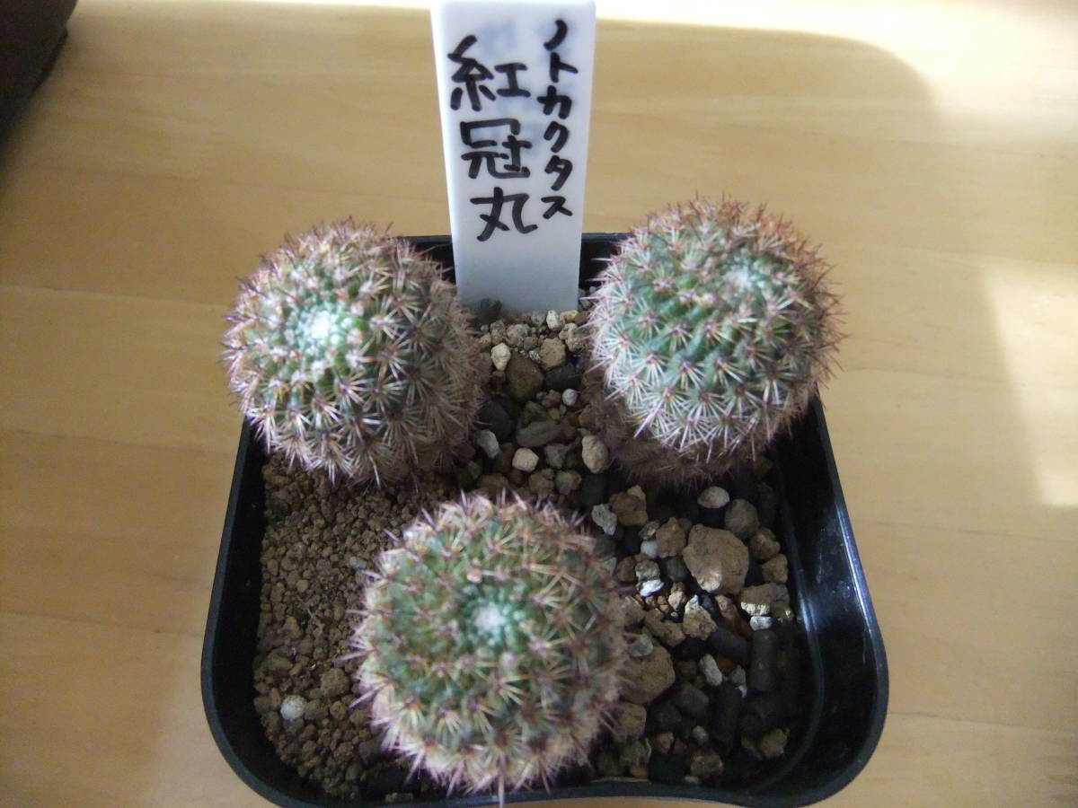 花サボテン ノトカクタス 紅冠丸 実生3株 サボテン 売買されたオークション情報 Yahooの商品情報をアーカイブ公開 オークファン Aucfan Com