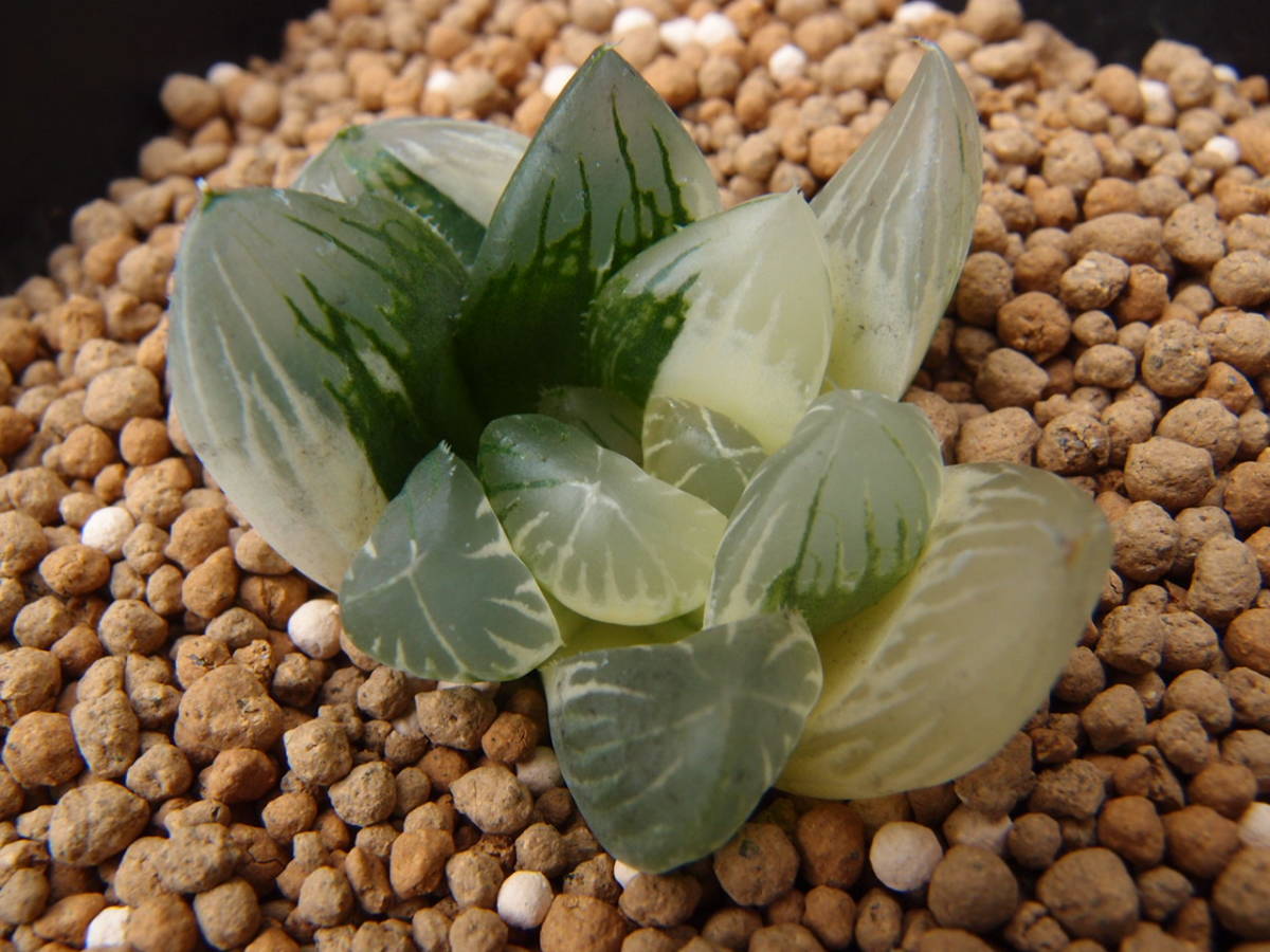 〜君がになりますので他の方は購入しないでください〜 ♪♪ハオルチア オブツーサ錦 No.2 多肉植物♪♪ ♪♪ハオルチア