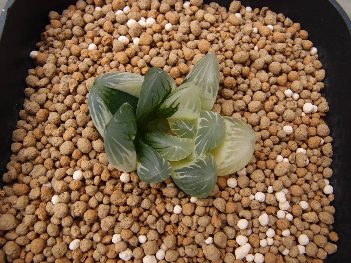 〜君がになりますので他の方は購入しないでください〜 ♪♪ハオルチア オブツーサ錦 No.2 多肉植物♪♪ ♪♪ハオルチア