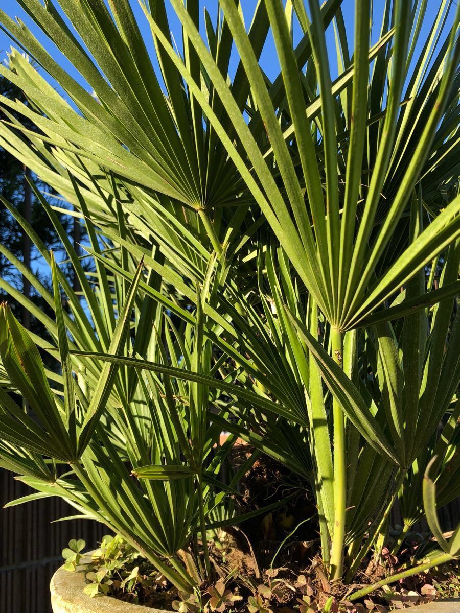 チャメロプス　セリフェラ　8号鉢つき　③ チャメロプス セリフェラ G 8号鉢 Chamaerops humilis var. cerifera