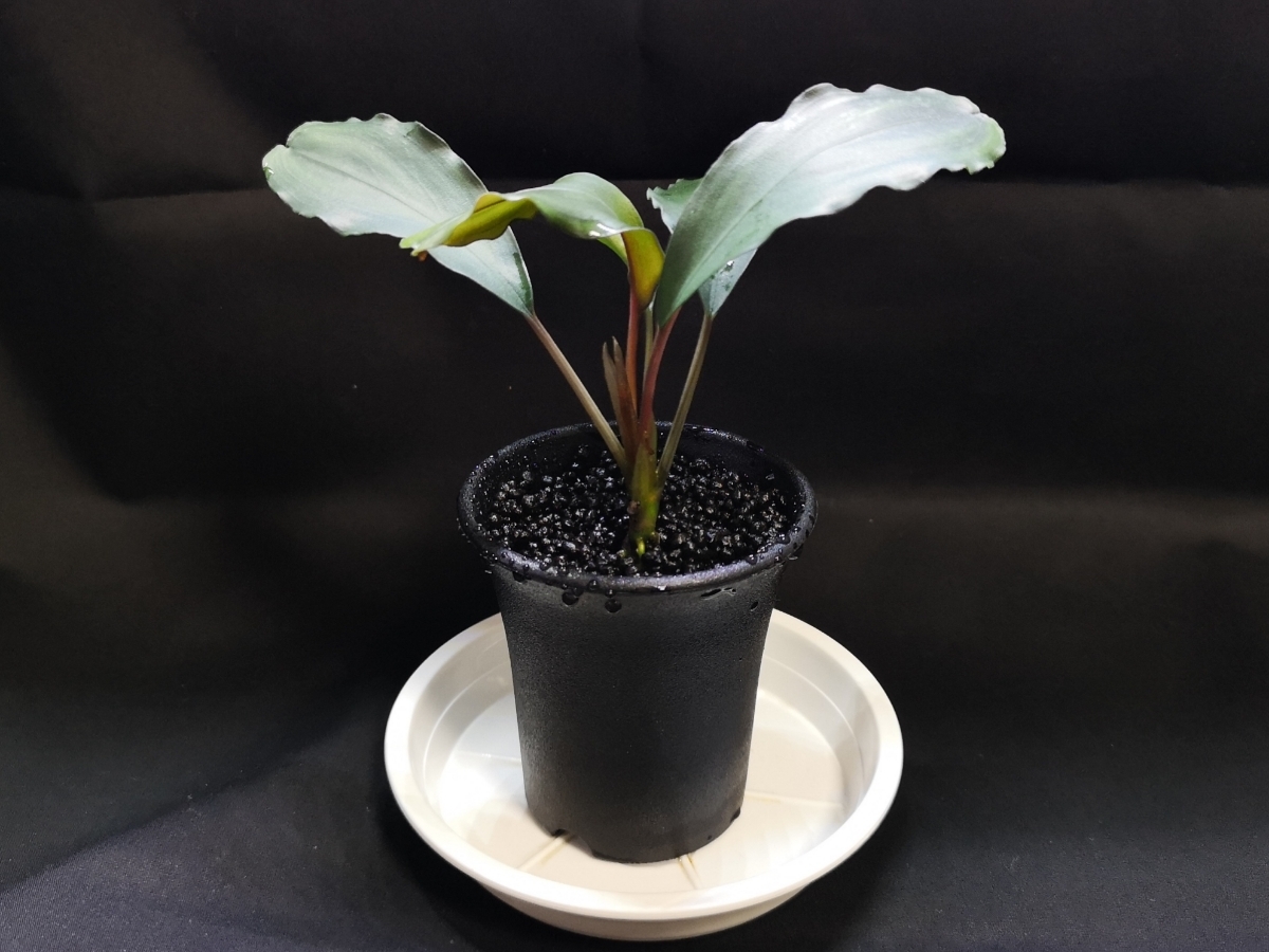 ブセファランドラ sp. パールグレイ Bucephalandra sp. Pearl Gray TB