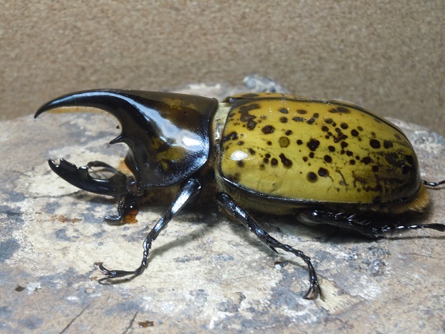 SANTA■D.マヤ♂82mm♀60mm (B946)