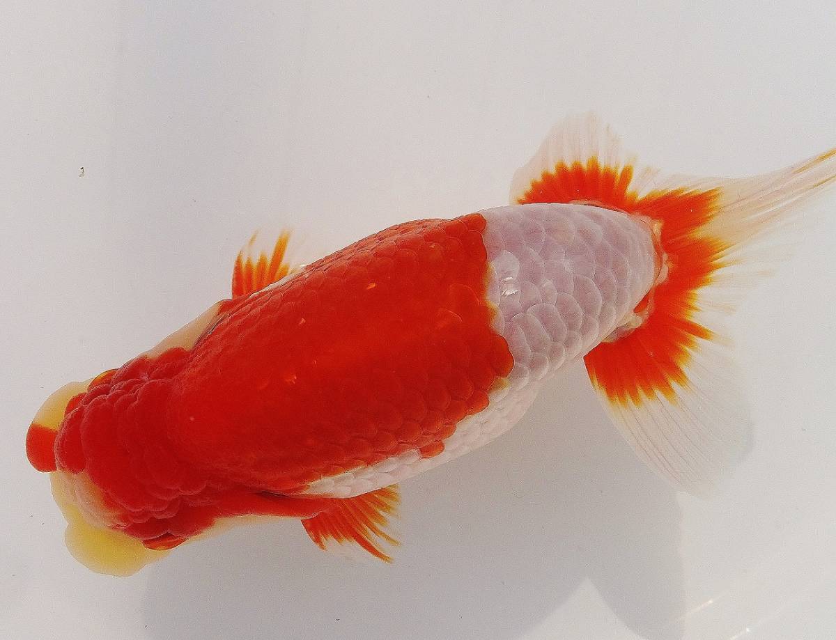 ファミリー☆らんちゅう☆　日らん立行司兄弟魚当歳（５０）a　１４．０ｃｍ　動画あり