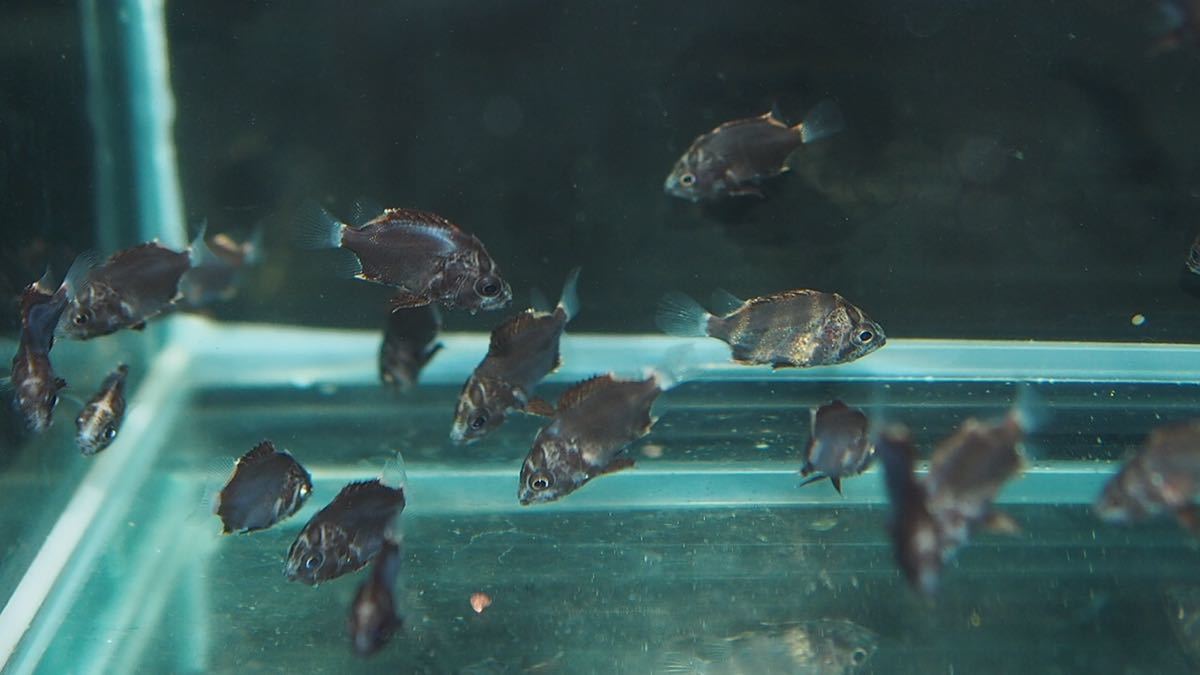 ボルネオ産 ベビー 1cm前後 10匹セット 即決 ダトニオプラスワン 
