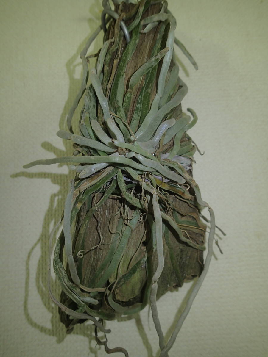 着生ラン・原種ラン・ラン・キロキスタ ルニフェラ・　Chiloschista lunifera_1