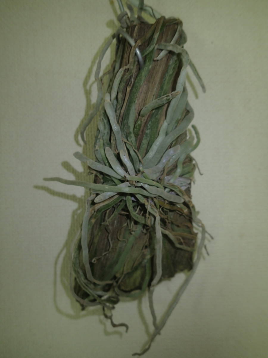 着生ラン・原種ラン・ラン・キロキスタ ルニフェラ・　Chiloschista lunifera_2