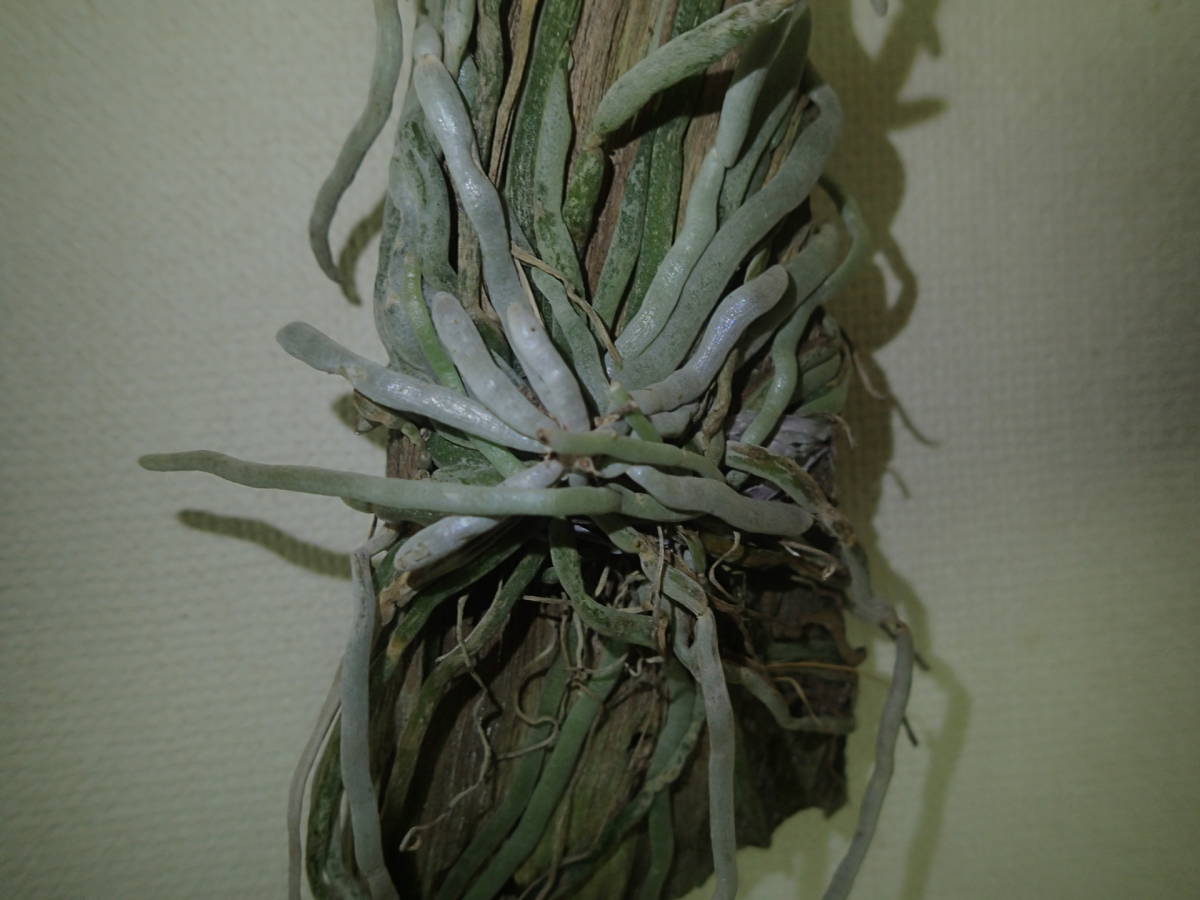 着生ラン・原種ラン・ラン・キロキスタ ルニフェラ・　Chiloschista lunifera_3