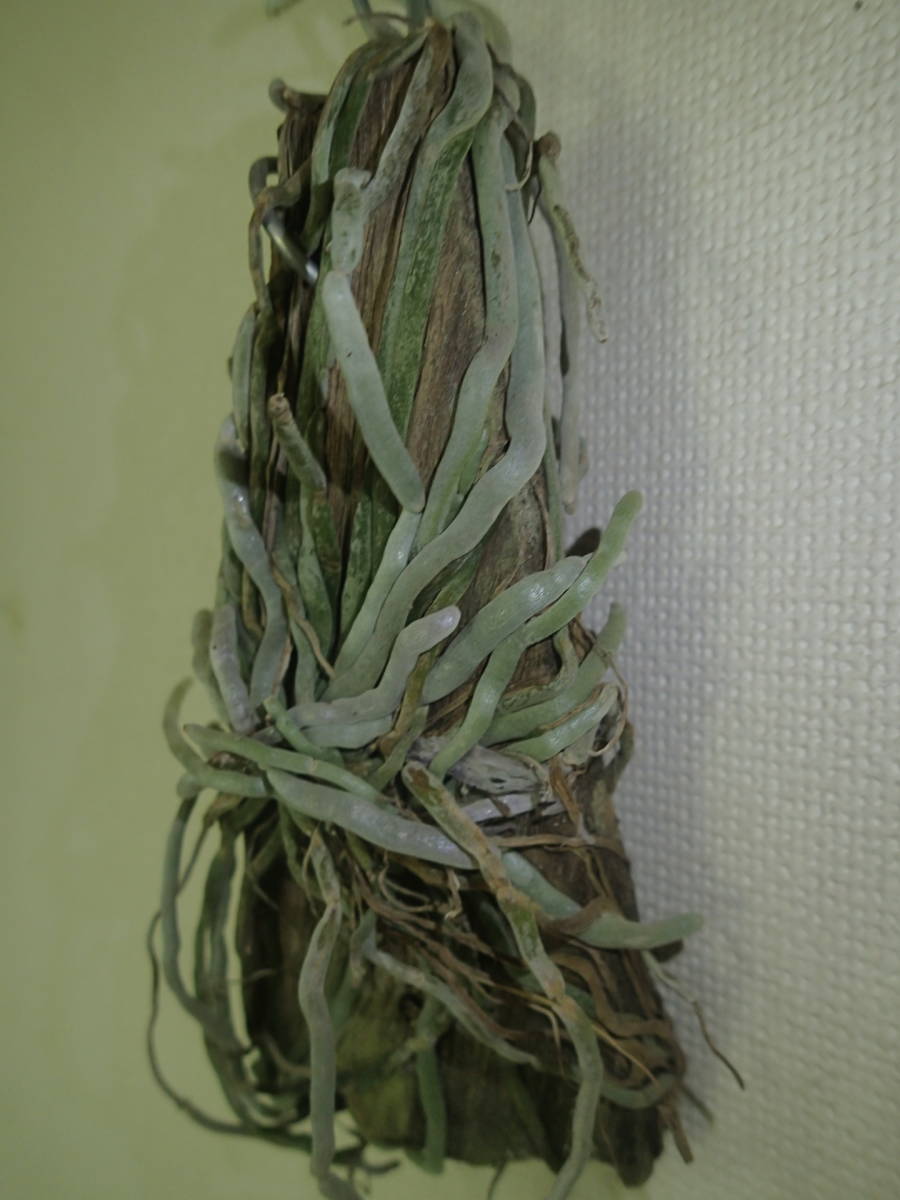 着生ラン・原種ラン・ラン・キロキスタ ルニフェラ・　Chiloschista lunifera_4