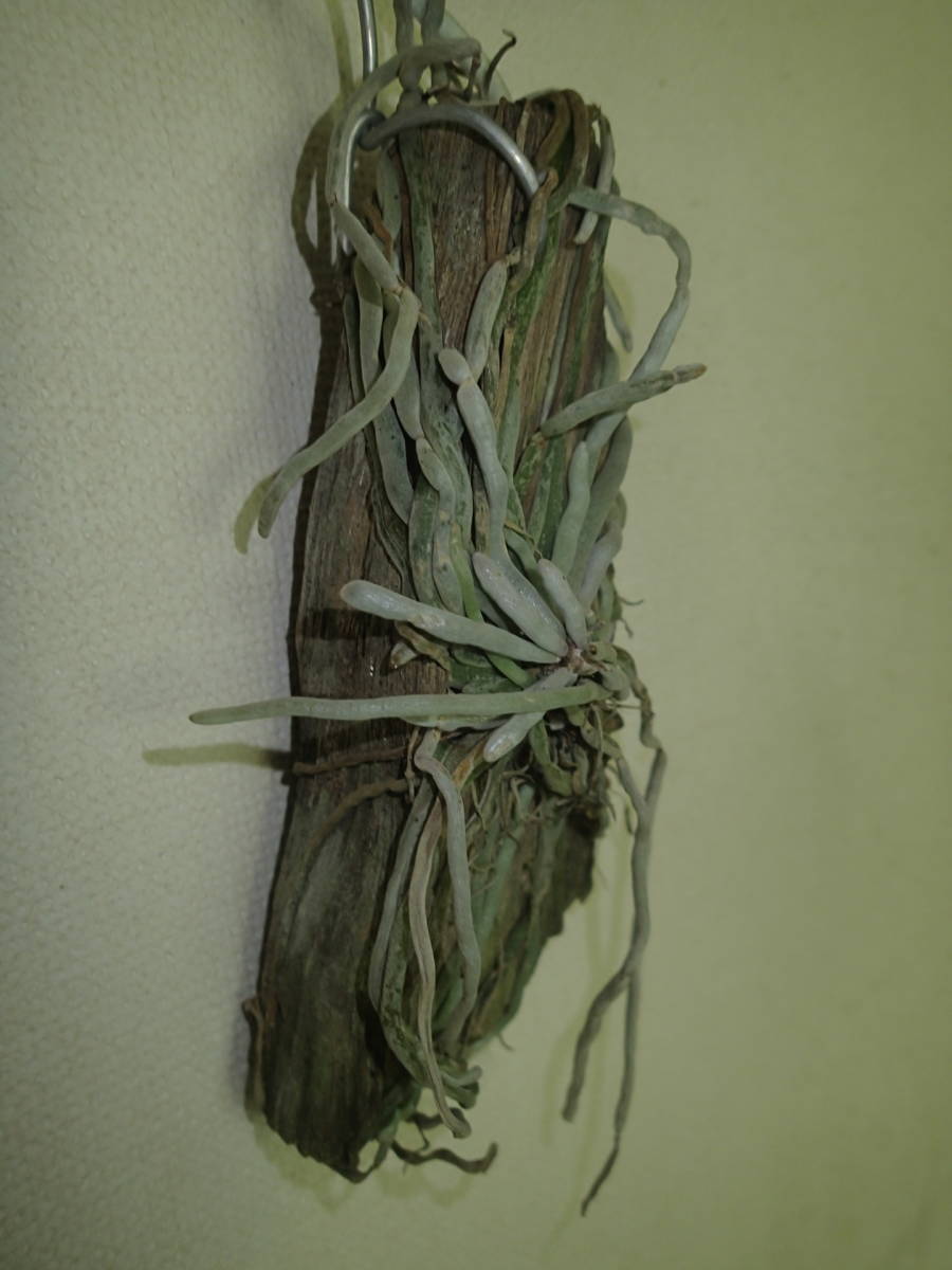 着生ラン・原種ラン・ラン・キロキスタ ルニフェラ・　Chiloschista lunifera_5