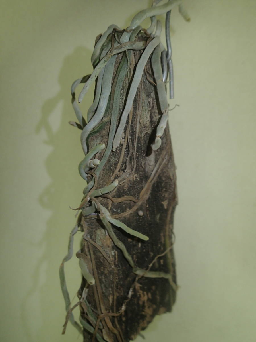 着生ラン・原種ラン・ラン・キロキスタ ルニフェラ・　Chiloschista lunifera_6