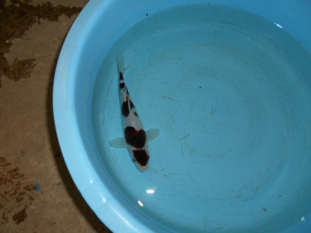 自家産　ブドウ衣A 当歳　　　　　１８ｃｍ　　雌雄不明_1