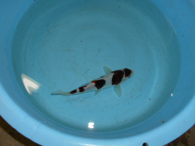 自家産　ブドウ衣A 当歳　　　　　１８ｃｍ　　雌雄不明_2