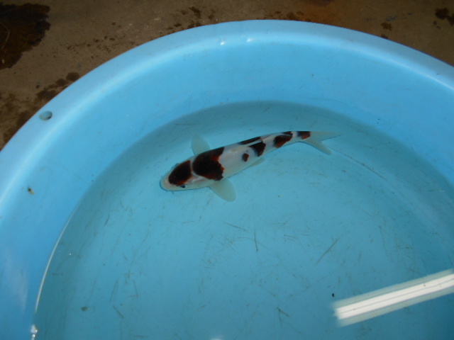 自家産　ブドウ衣A 当歳　　　　　１８ｃｍ　　雌雄不明_3