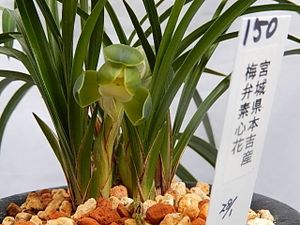 春蘭 日本春蘭のYahoo!オークション(旧ヤフオク!)の相場・価格を見る